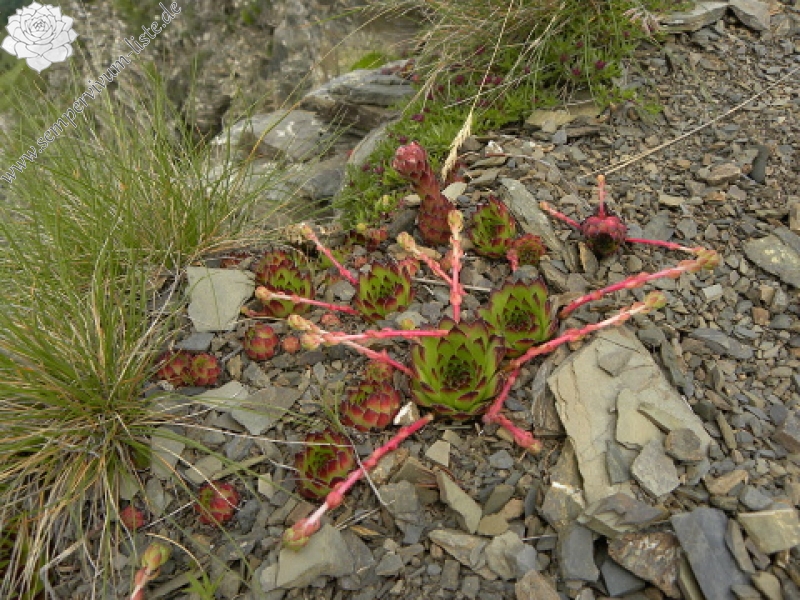 marmoreum ssp. marmoreum from Valušnica (Westen)