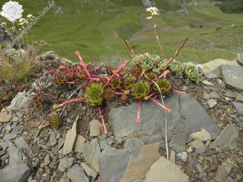 marmoreum ssp. marmoreum from Valušnica (Westen)