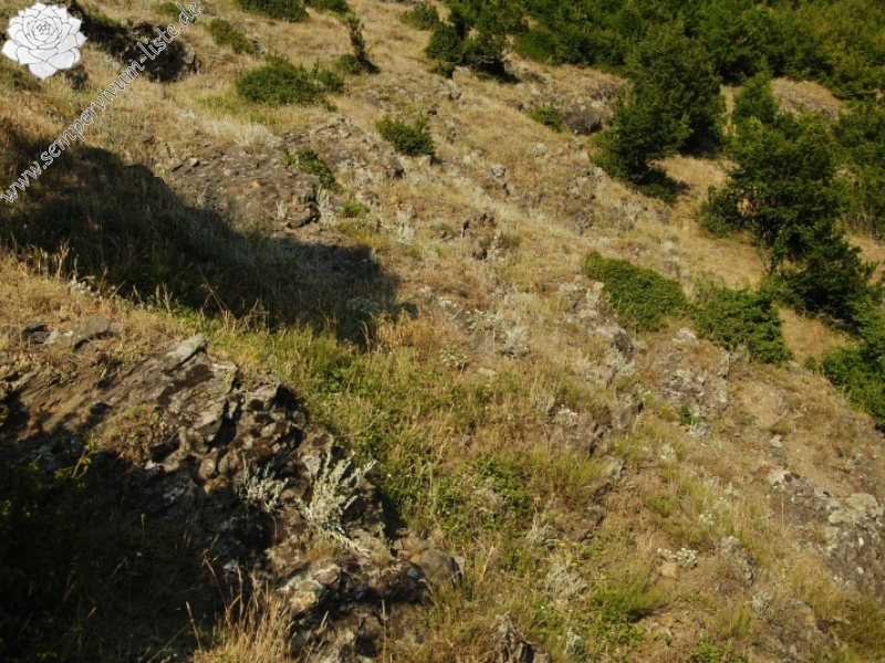 marmoreum ssp. erythraeum from Nastan, SO