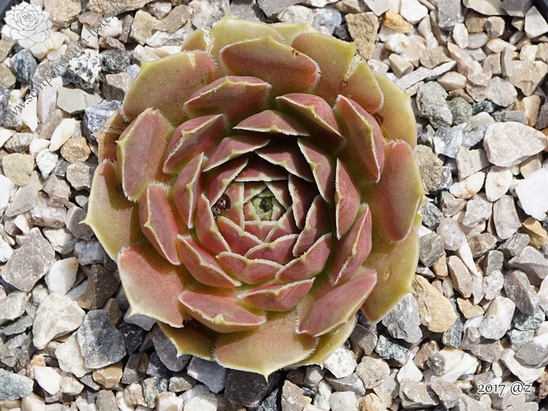 Ballet Dancer / Jovi