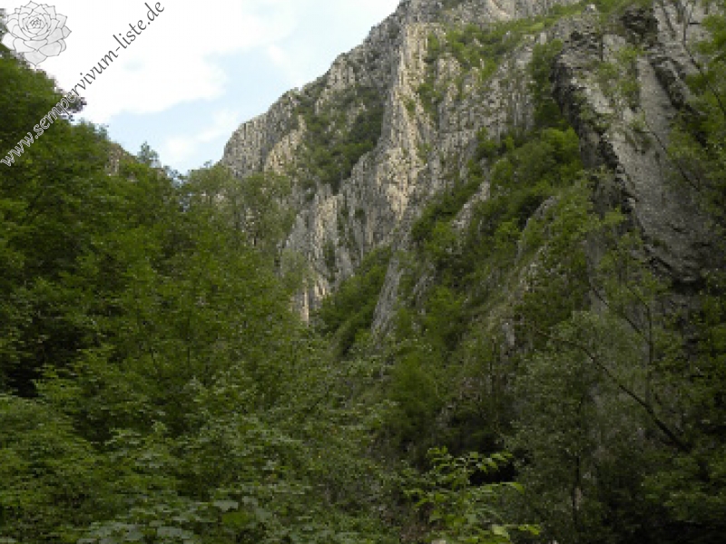 marmoreum ssp. marmoreum from Cheile Turzii (unten)