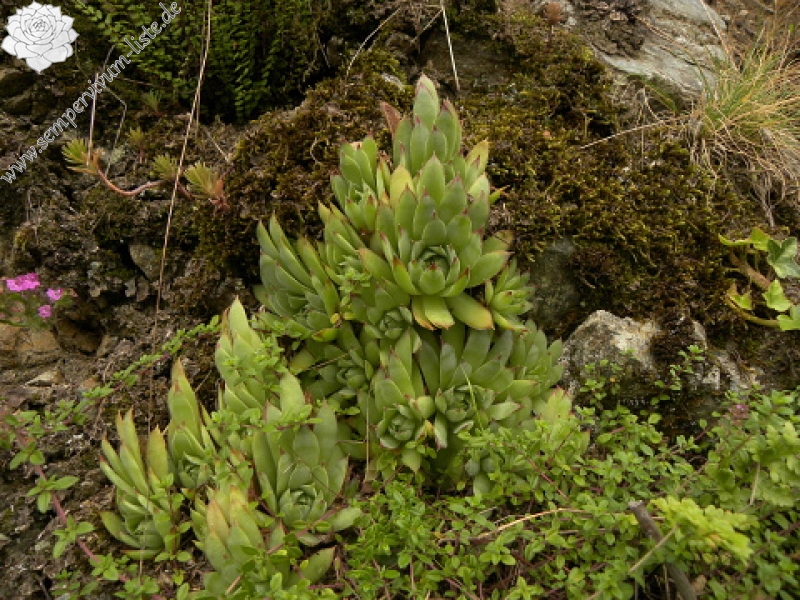 tectorum var. tectorum from Bethmale