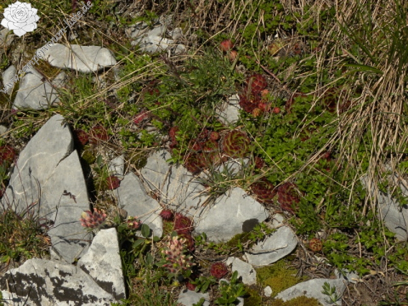 marmoreum ssp. marmoreum from Kom Vasojevićki (Abhang)