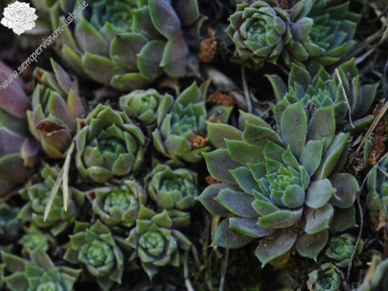 marmoreum ssp. erythraeum from Rila (oberhalb des Klosters)