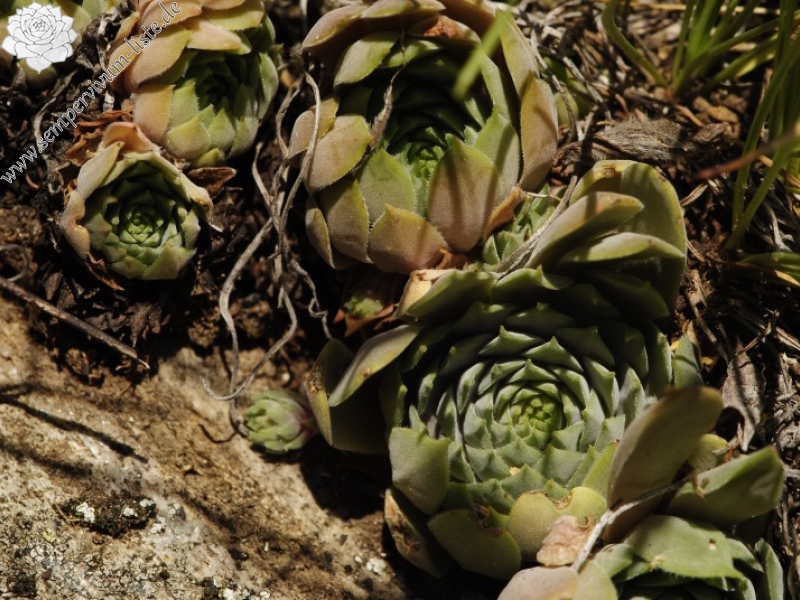 marmoreum ssp. erythraeum from Dalgia Rid, Mitte