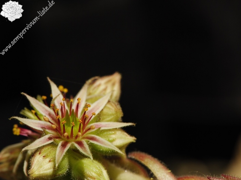 thompsonianum from Stogovo