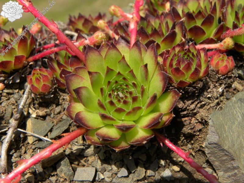 marmoreum ssp. marmoreum from Valušnica (Westen)