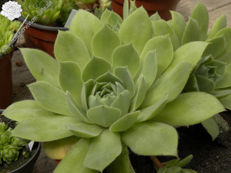 wulfenii ssp. juvanii from Donačka gora