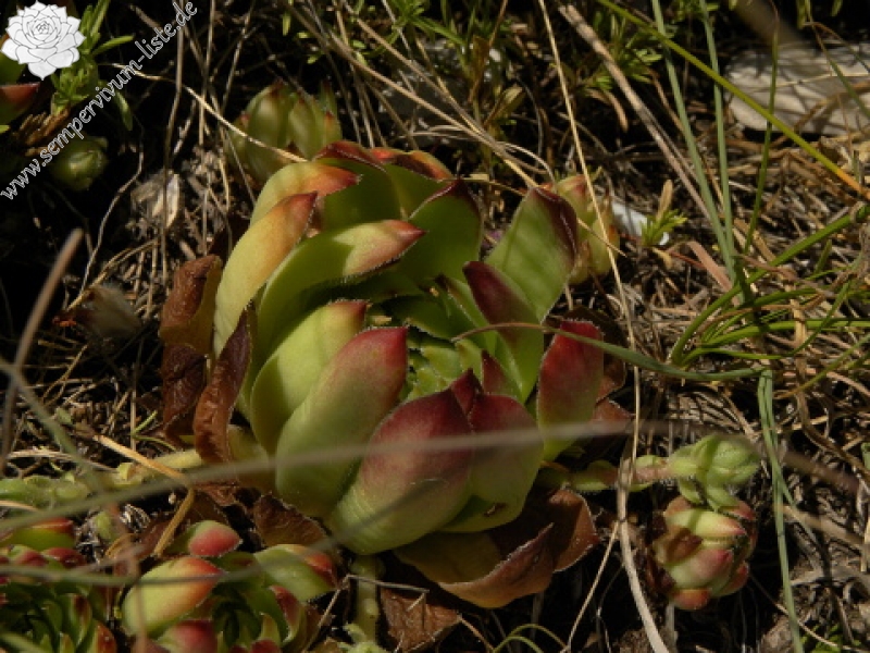 marmoreum ssp. marmoreum (dinaricum) from Orjensko sedlo