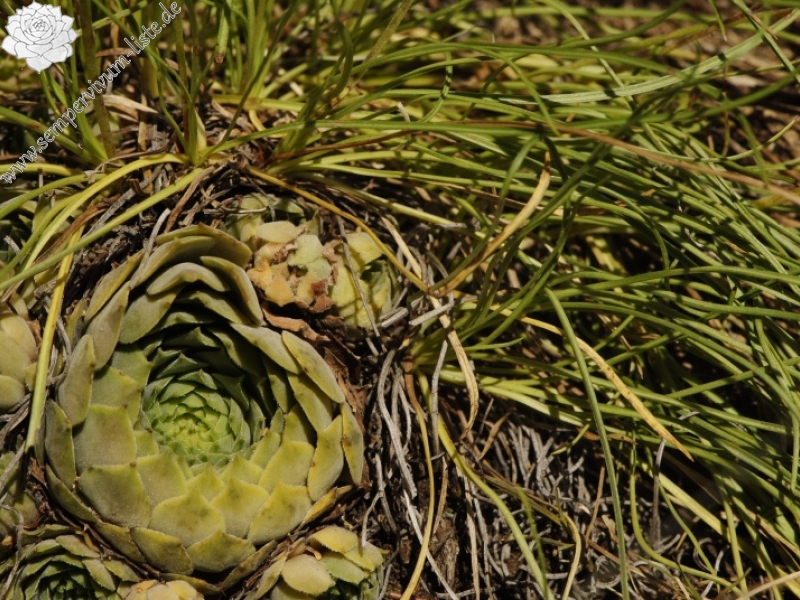 marmoreum ssp. erythraeum from Dalgia Rid, Mitte