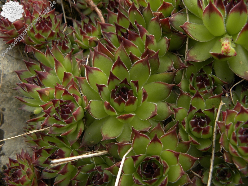 marmoreum ssp. marmoreum from Mliječni do, Ende