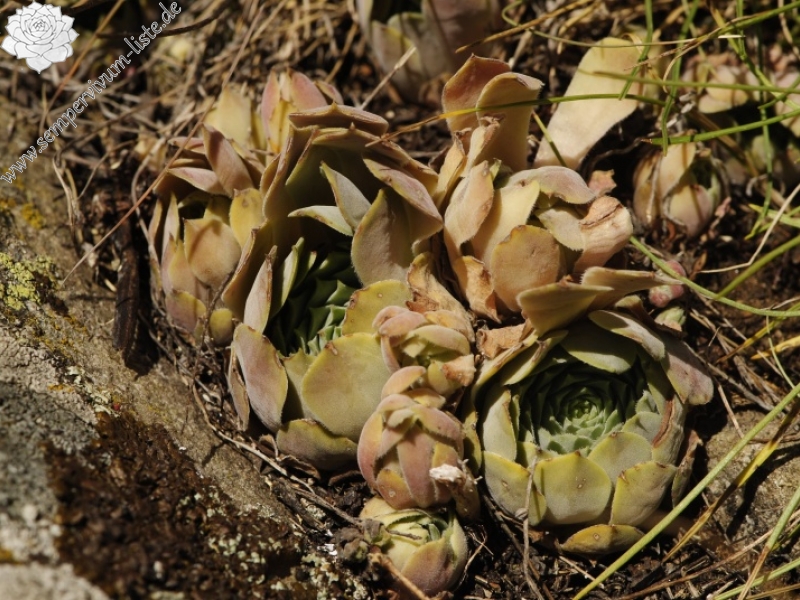 marmoreum ssp. erythraeum from Dalgia Rid, Mitte