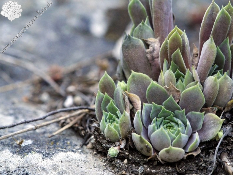 marmoreum ssp. erythraeum from Beli Iskar
