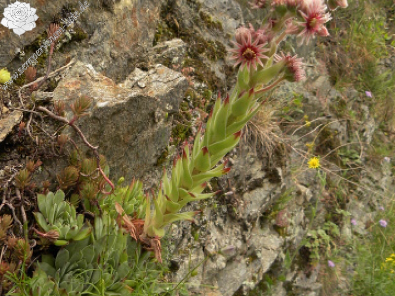 tectorum var. tectorum from Bethmale