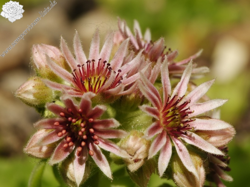 marmoreum ssp. reginae-amaliae (macedonicum) from Ljuboten