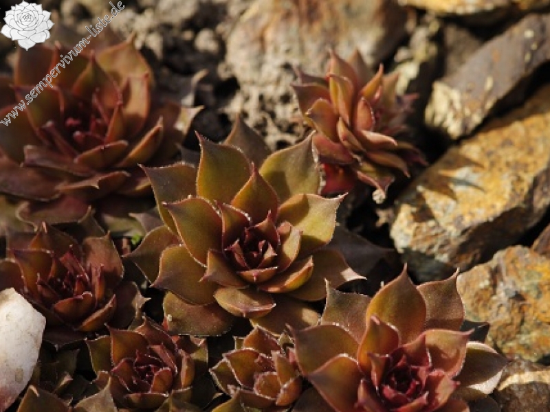 marmoreum ssp. marmoreum from Cheile Turzii (oben)