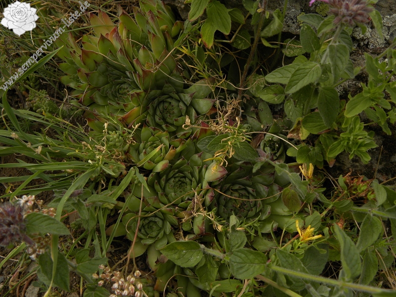 tectorum var. tectorum from Sant Maurici, unter dem See S. M.