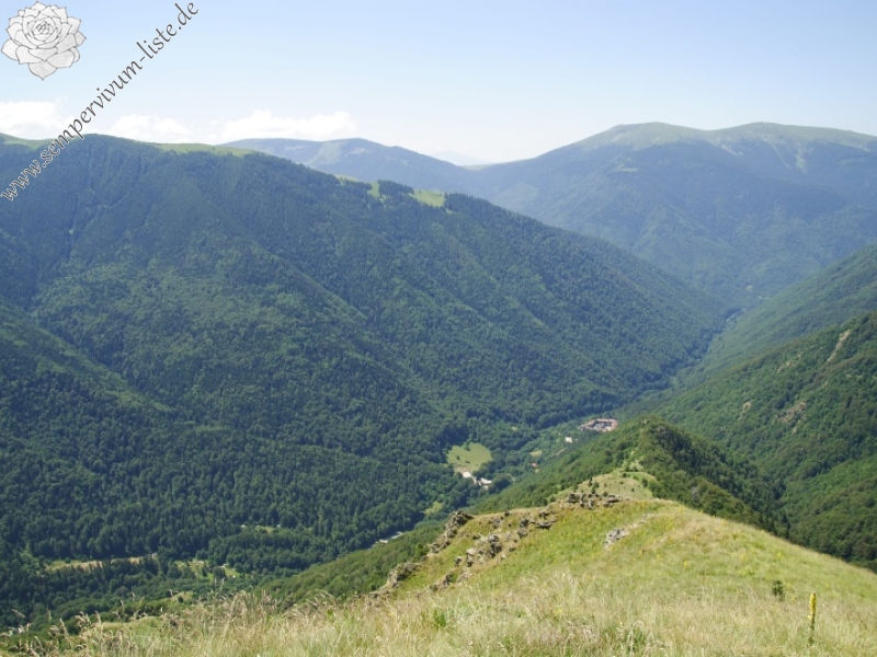 marmoreum ssp. erythraeum from Dalgia Rid, oben
