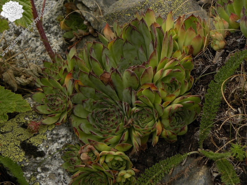 tectorum var. tectorum from Sant Maurici, unter dem See S. M.