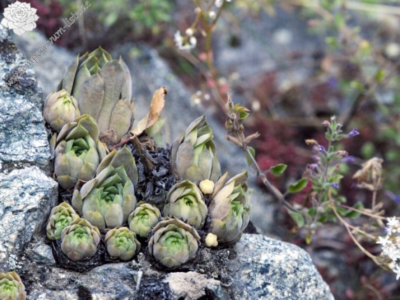 marmoreum ssp. erythraeum from Beli Iskar