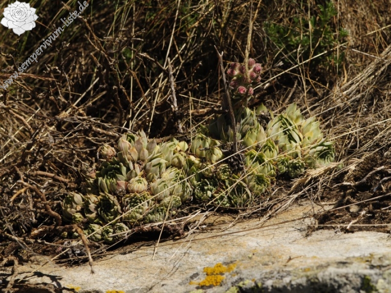 marmoreum ssp. erythraeum from Dalgia Rid, oben