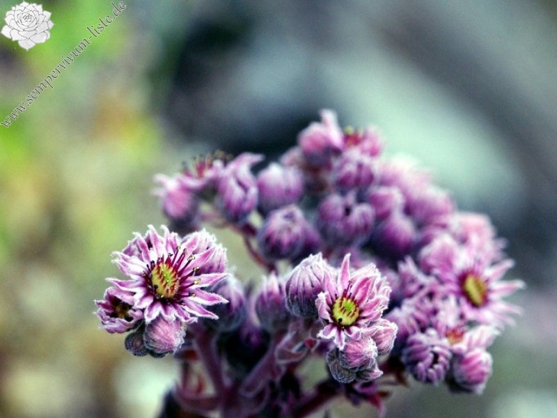 marmoreum ssp. erythraeum from Beli Iskar