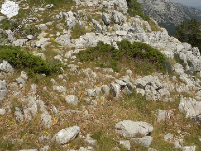 marmoreum ssp. marmoreum (dinaricum) from Orjensko sedlo