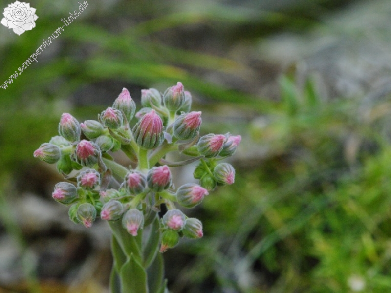 marmoreum ssp. erythraeum from Rila (oberhalb des Klosters)