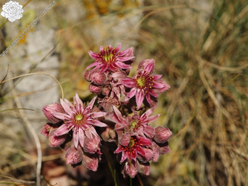marmoreum ssp. erythraeum from Dalgia Rid, oben