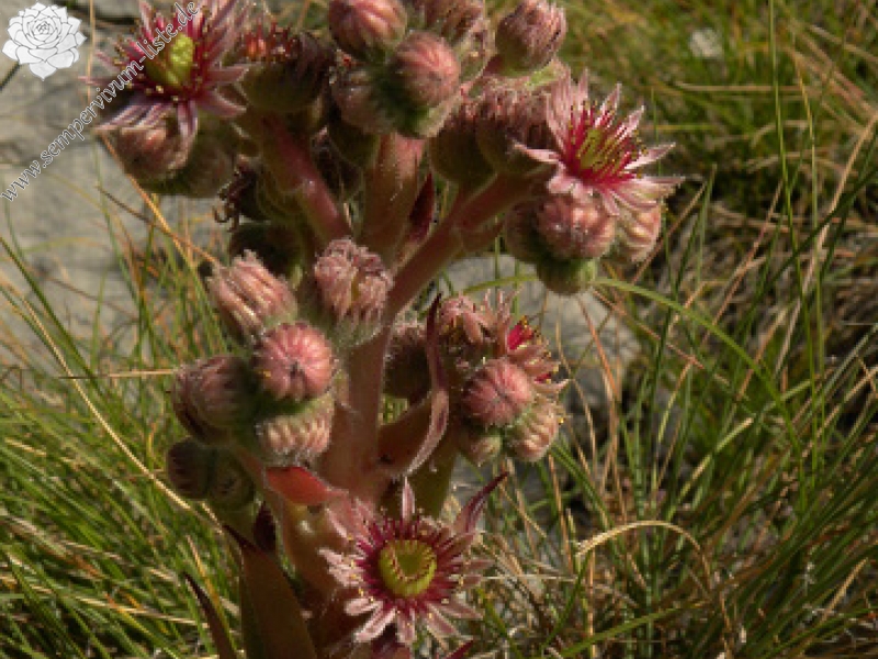 tectorum var. tectorum (andreanum) from Torreta de Cadí