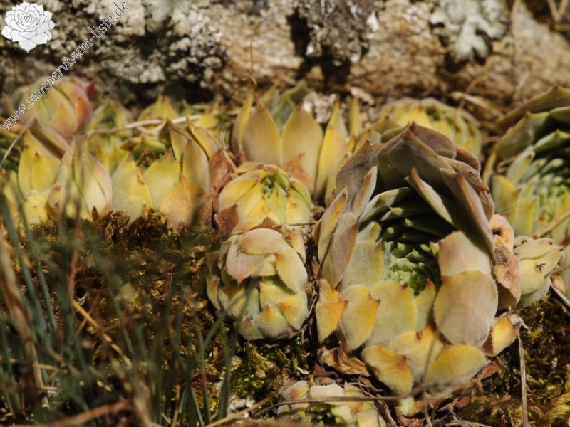 marmoreum ssp. erythraeum from Dalgia Rid, oben