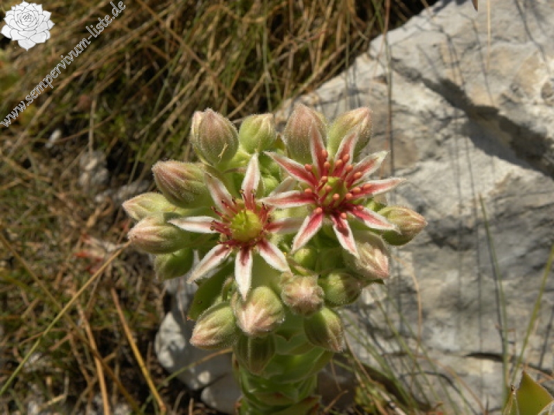 marmoreum ssp. marmoreum (dinaricum) from Orjensko sedlo