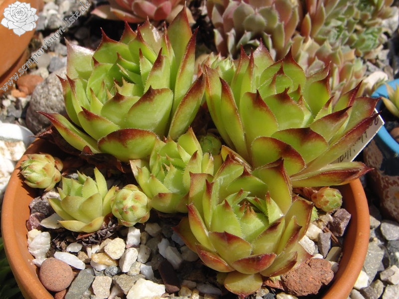 Bechleri Ural Turmalin