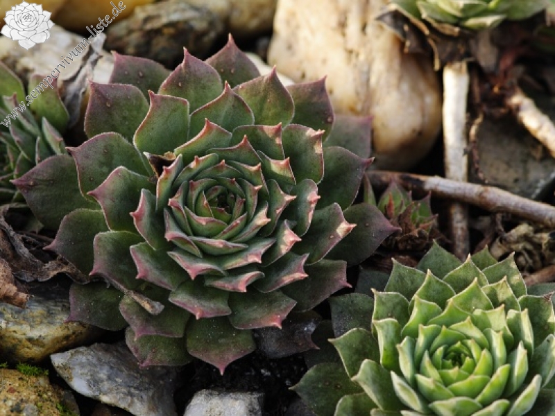 marmoreum ssp. marmoreum (assimile) from Domogled