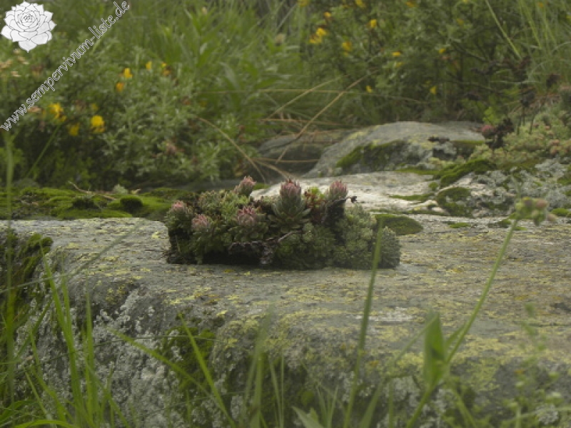 marmoreum ssp. erythraeum from Suchoto ezero