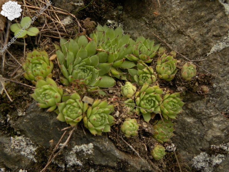 tectorum var. tectorum from Bethmale