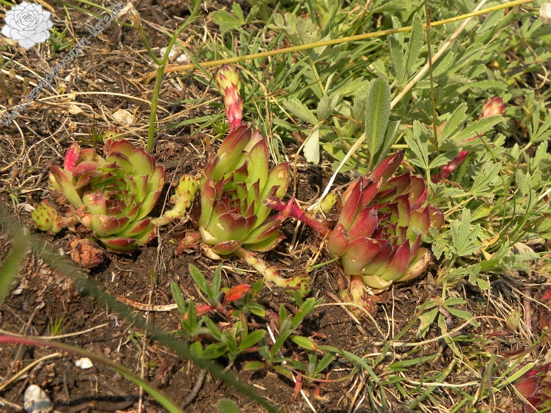 marmoreum ssp. marmoreum from Ćurovac, Aussicht