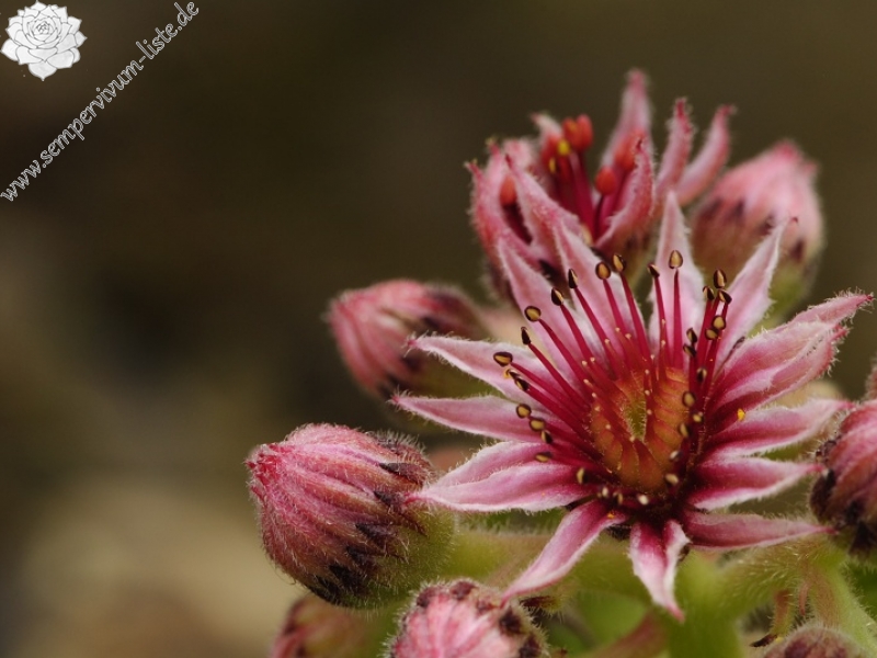 marmoreum ssp. marmoreum (balcanicum) from Mara Gidik