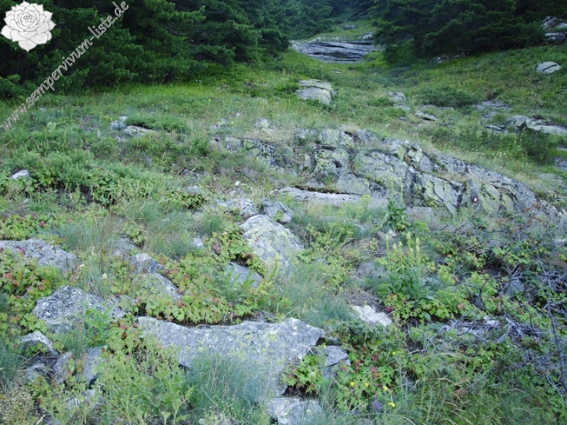 marmoreum ssp. marm. (assimile) cf. from Izvidnica, östl. Abhang 2