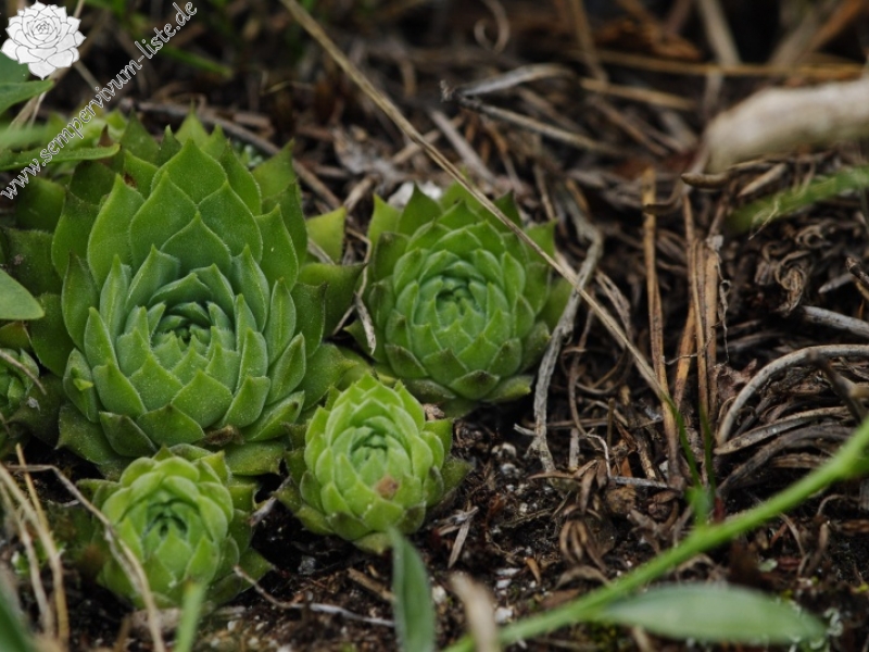 marmoreum ssp. erythraeum from Vihren, O Abhang