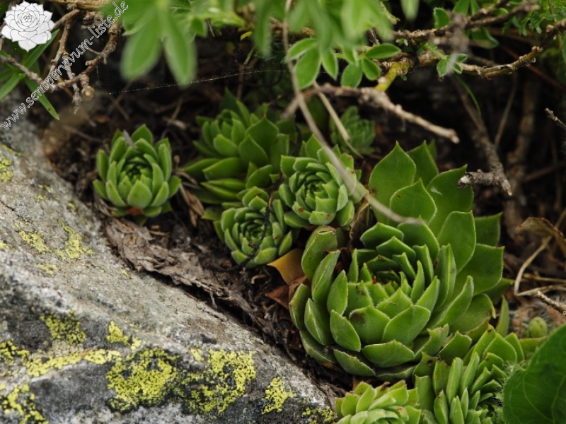 marmoreum ssp. erythraeum from Vihren, O Abhang
