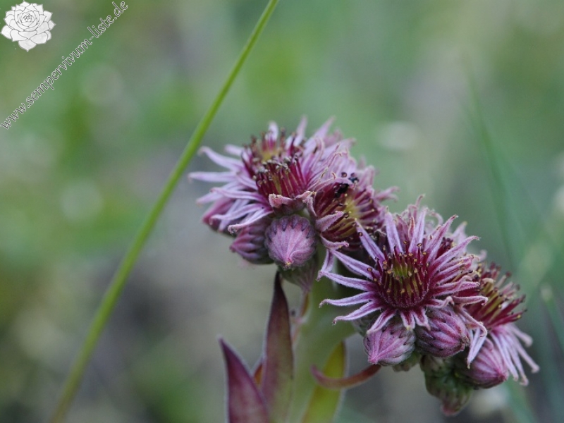 marmoreum ssp. marm. (assimile) cf. from Izvidnica, östl. Abhang 2