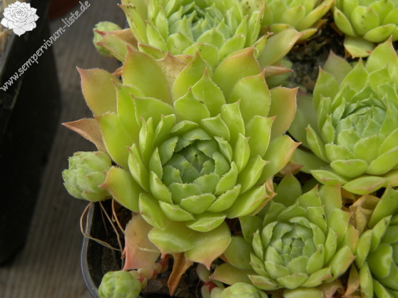 tectorum var. tectorum (andreanum) from Torreta de Cadí
