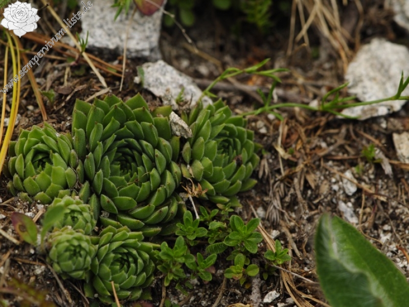marmoreum ssp. erythraeum from Vihren, O Abhang