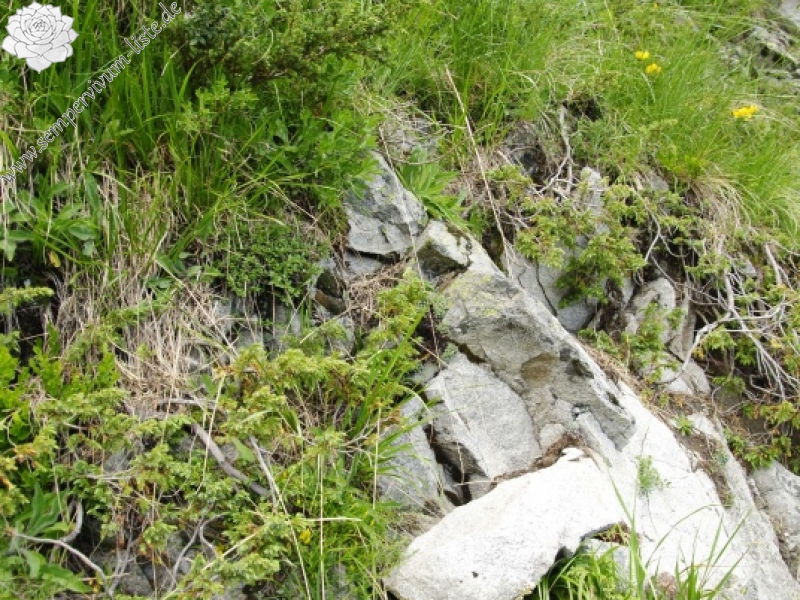 marmoreum ssp. erythraeum from Vihren, O Abhang