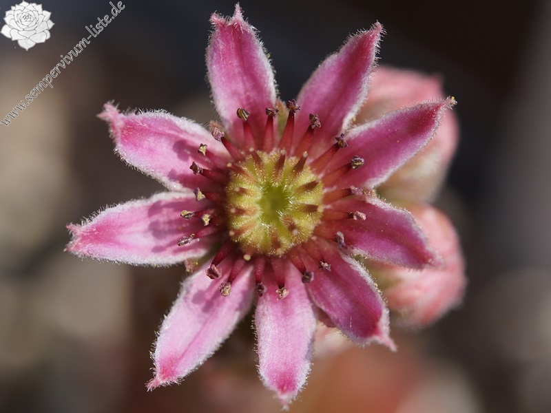 Baby Blush