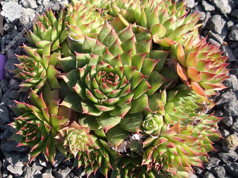 tectorum var. tectorum (triste)