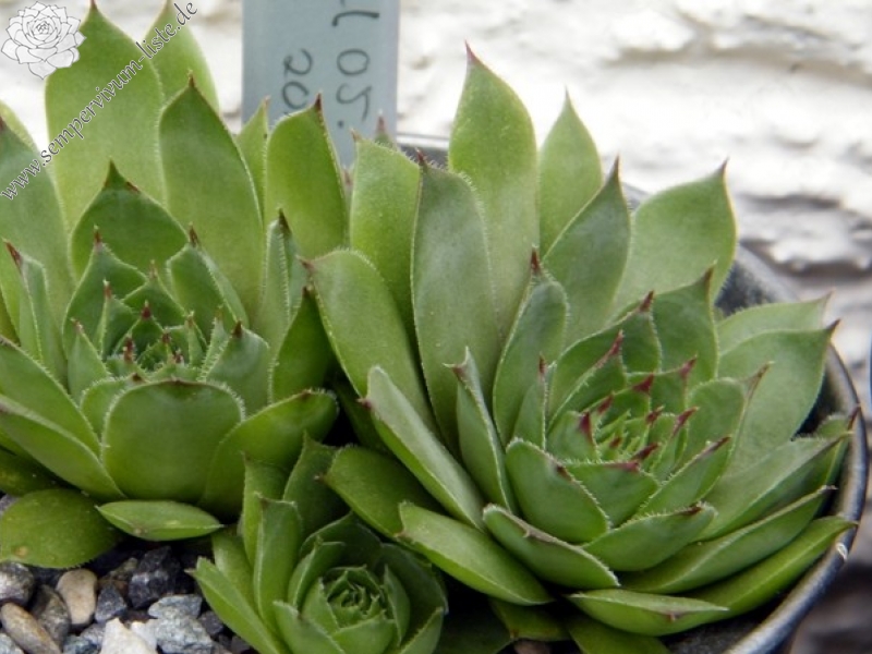 Bechleri Ural Turmalin