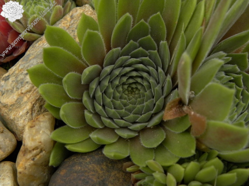 marmoreum ssp. erythraeum from Suchoto ezero