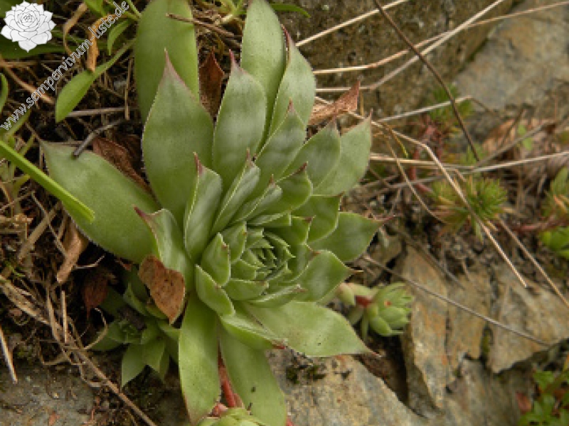 tectorum var. tectorum from Bethmale
